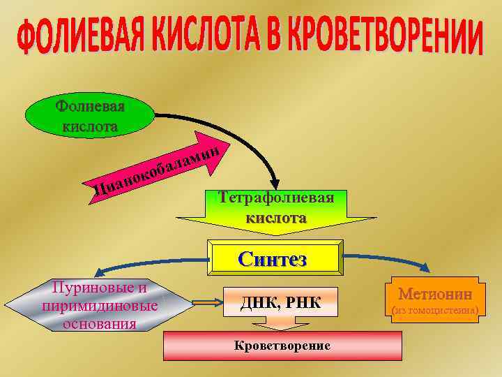 Фолиевая кислота н ами ал б око ан Ци Тетрафолиевая кислота Синтез Пуриновые и