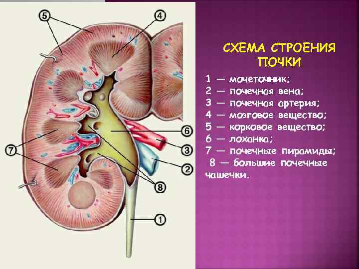 Ar схема строения