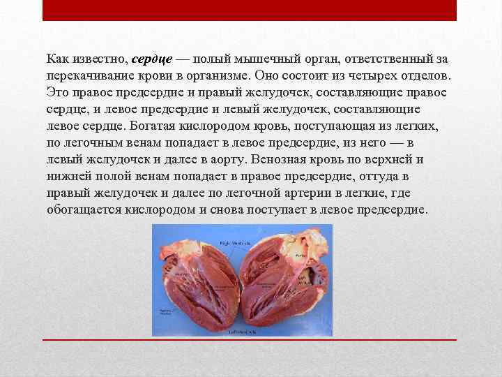 Как известно, сердце — полый мышечный орган, ответственный за перекачивание крови в организме. Оно