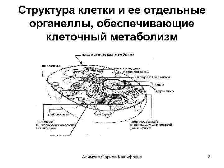 Обмен веществ лекция. Структура клетки и ее отдельные органеллы. Строение органелл клетки. Структура органелл клетки. Строение клетки метаболизм.