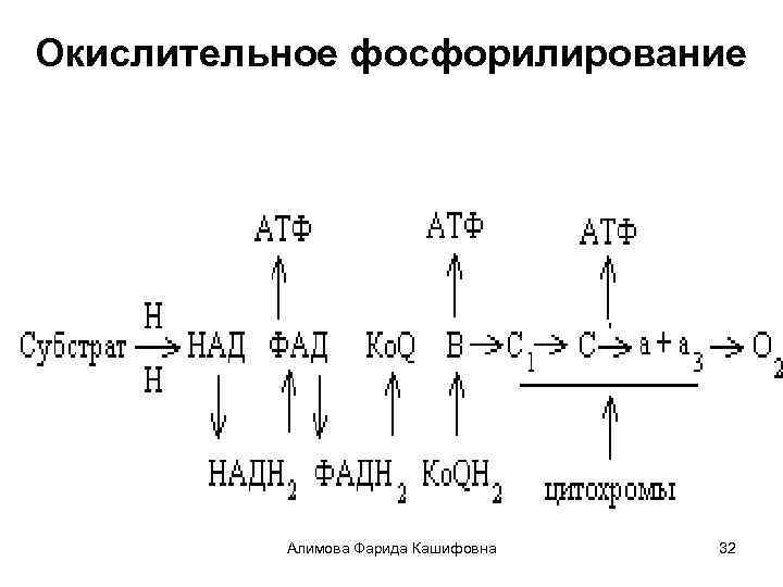 Окислительное фосфорилирование обобщенная схема