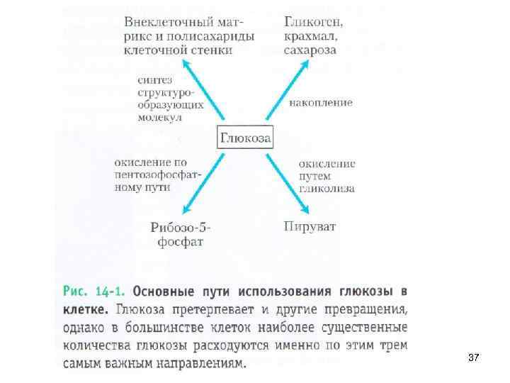 Обмен веществ лекция