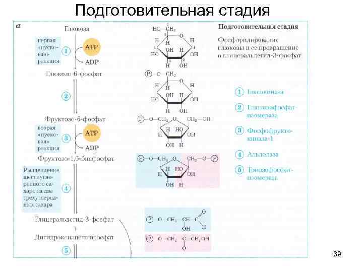 Обмен веществ лекция