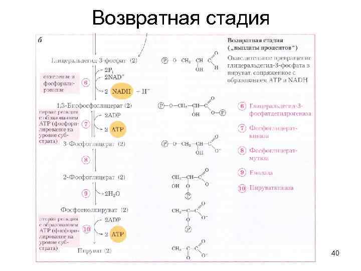 Обмен веществ лекция