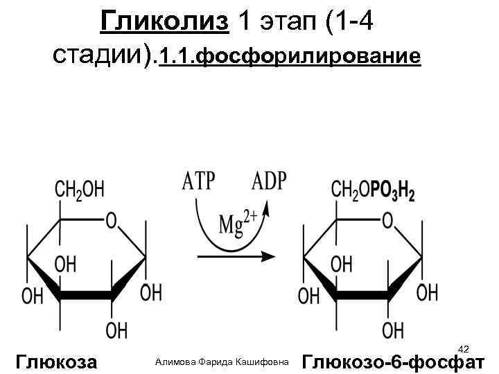 Гликолиз 1 этап (1 -4 стадии). 1. 1. фосфорилирование Глюкоза 42 Алимова Фарида Кашифовна