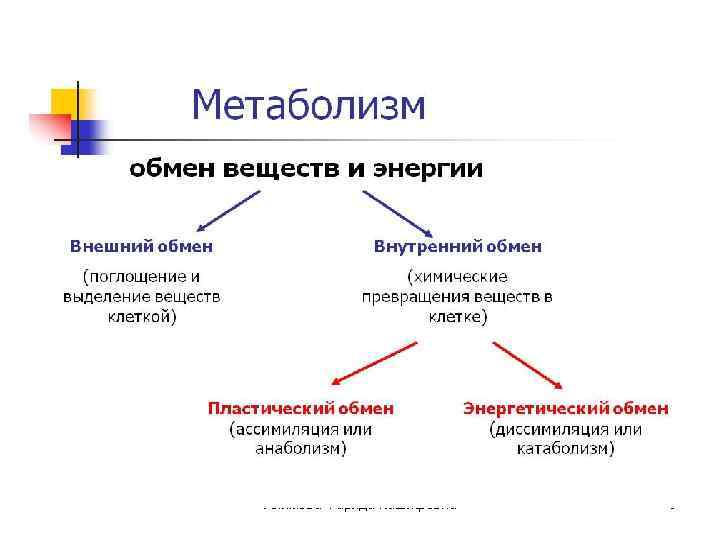 Алимова Фарида Кашифовна 5 
