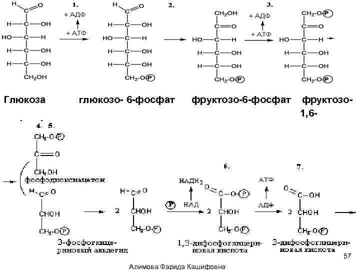 Глюкоза глюкозо- 6 -фосфат фруктозо-6 -фосфат фруктозо 1, 6 - 57 Алимова Фарида Кашифовна