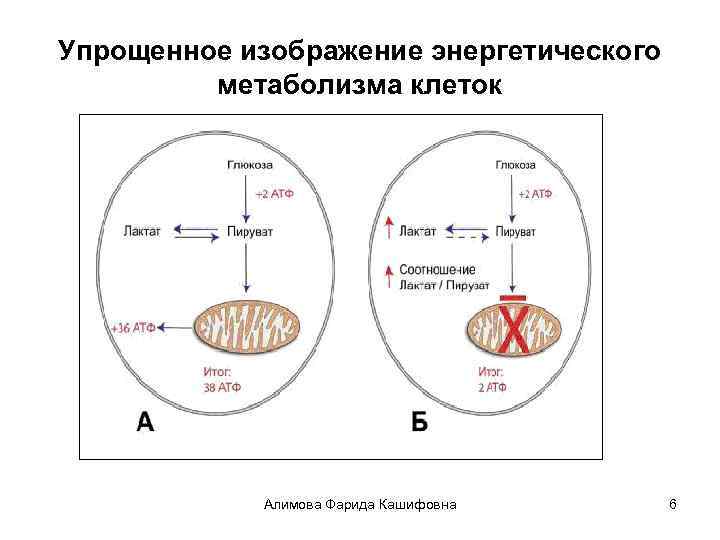 Энергетический обмен рисунок егэ