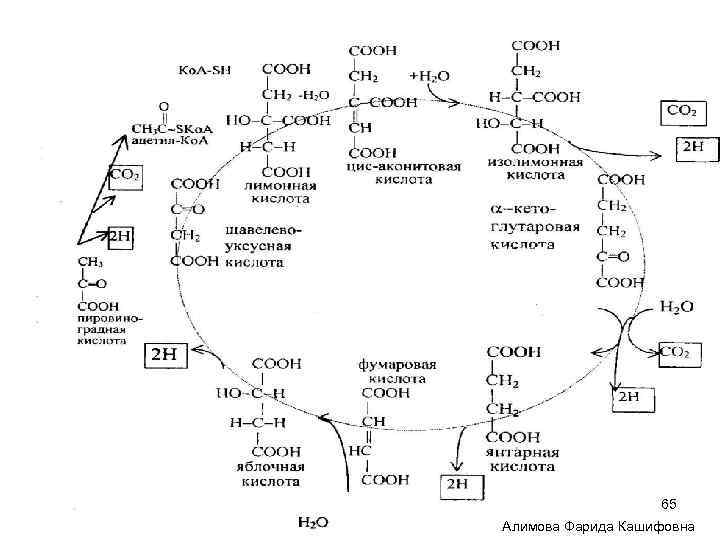 65 Алимова Фарида Кашифовна 