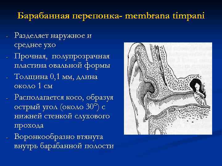 Барабанная перепонка отделяет наружное ухо от среднего