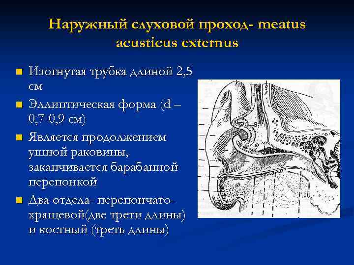 Наружный слуховой проход- meatus acusticus externus n n Изогнутая трубка длиной 2, 5 см