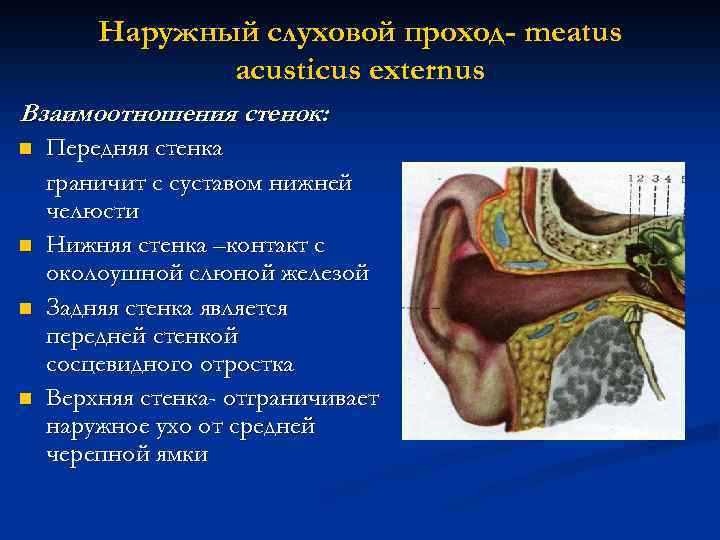 Наружный слуховой проход- meatus acusticus externus Взаимоотношения стенок: n n Передняя стенка граничит с