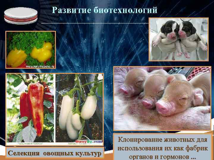 LOGO Развитие биотехнологий Селекция овощных культур Клонирование животных для использования их как фабрик органов