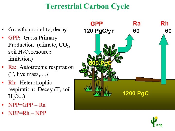 Terrestrial Carbon Cycle • Growth, mortality, decay • GPP: Gross Primary Production (climate, CO