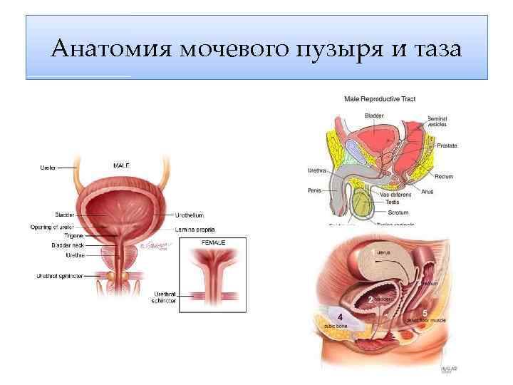 Расположение мочевого пузыря и матки у женщин фото