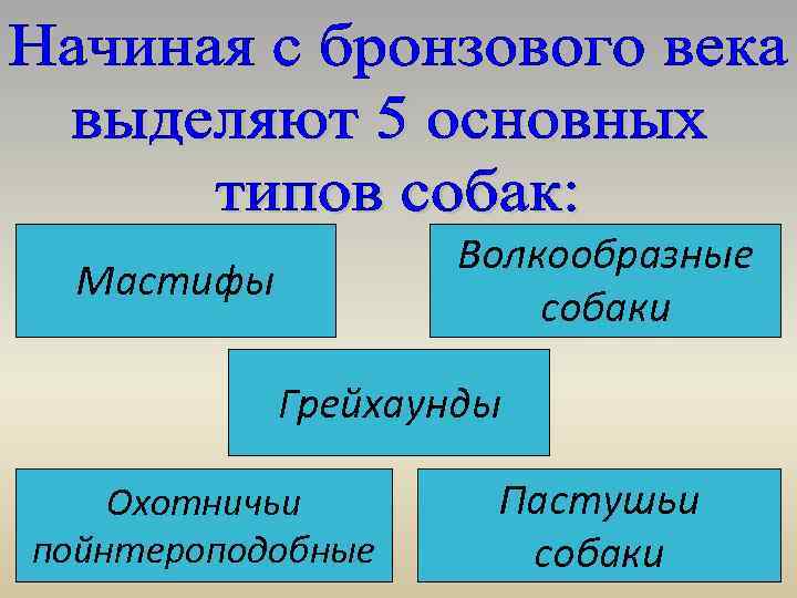 Волкообразные собаки Мастифы Грейхаунды Охотничьи пойнтероподобные Пастушьи собаки 