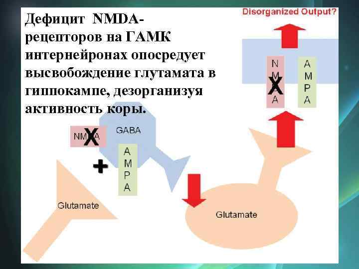 Дефицит NMDAрецепторов на ГАМК интернейронах опосредует высвобождение глутамата в гиппокампе, дезорганизуя активность коры. 