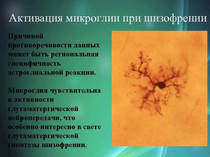 Активация микроглии при шизофрении Причиной противоречивости данных может быть региональная специфичность астроглиальной реакции. Микроглия