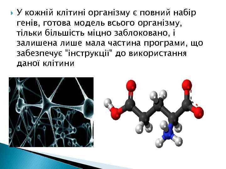  У кожній клітині організму є повний набір генів, готова модель всього організму, тільки