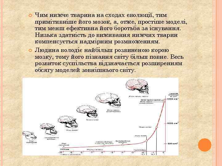  Чим нижче тварина на сходах еволюції, тим примітивніше його мозок, а, отже, простіше