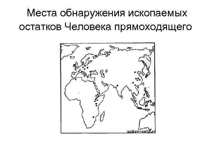  Места обнаружения ископаемых остатков Человека прямоходящего 