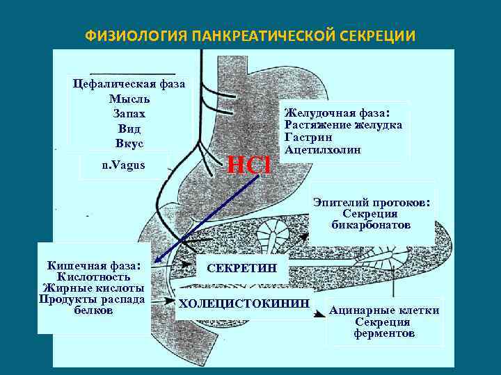 ФИЗИОЛОГИЯ ПАНКРЕАТИЧЕСКОЙ СЕКРЕЦИИ Цефалическая фаза Мысль Запах Вид Вкус n. Vagus HCl Желудочная фаза: