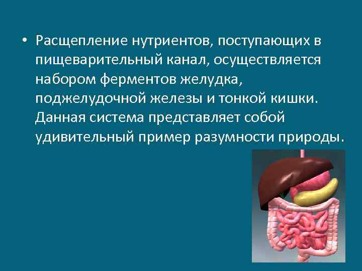  • Расщепление нутриентов, поступающих в пищеварительный канал, осуществляется набором ферментов желудка, поджелудочной железы