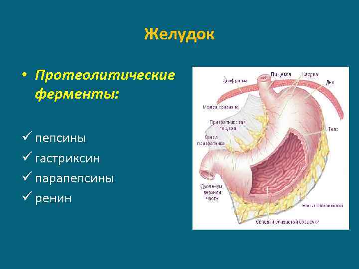 Желудок • Протеолитические ферменты: ü пепсины ü гастриксин ü парапепсины ü ренин 