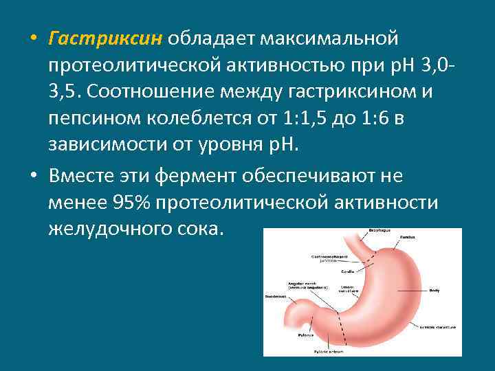  • Гастриксин обладает максимальной протеолитической активностью при р. Н 3, 03, 5. Соотношение