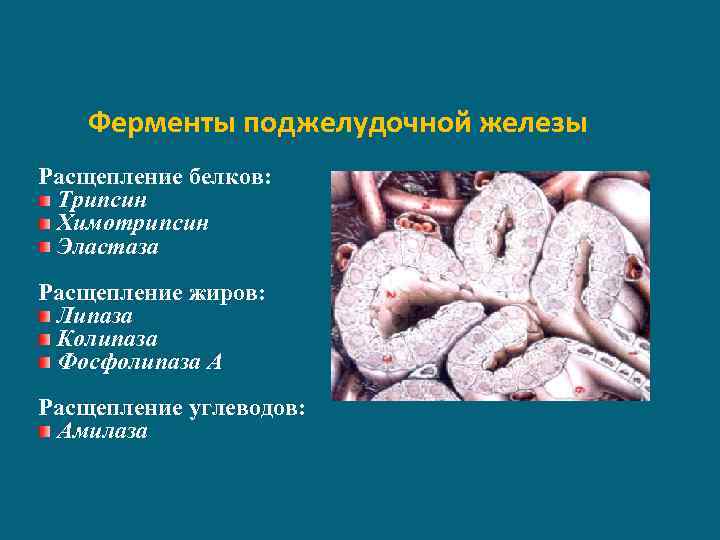 Ферменты поджелудочной железы Расщепление белков: Трипсин Химотрипсин Эластаза Расщепление жиров: Липаза Колипаза Фосфолипаза А