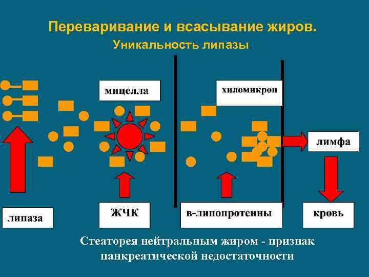 Переваривание и всасывание жиров. Уникальность липазы. Стеаторея нейтральным жиром - признак панкреатической недостаточности 