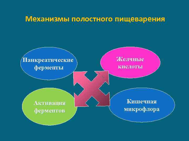 Механизмы полостного пищеварения Панкреатические ферменты Активация ферментов Желчные кислоты Кишечная микрофлора 