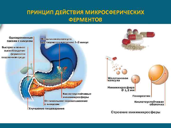 ПРИНЦИП ДЕЙСТВИЯ МИКРОСФЕРИЧЕСКИХ ФЕРМЕНТОВ 