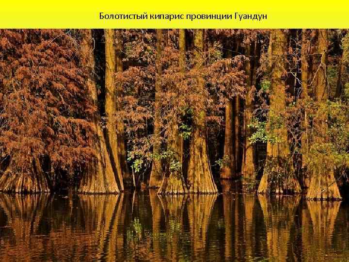 Болотистый кипарис провинции Гуандун 
