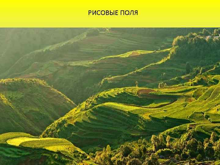 РИСОВЫЕ ПОЛЯ 