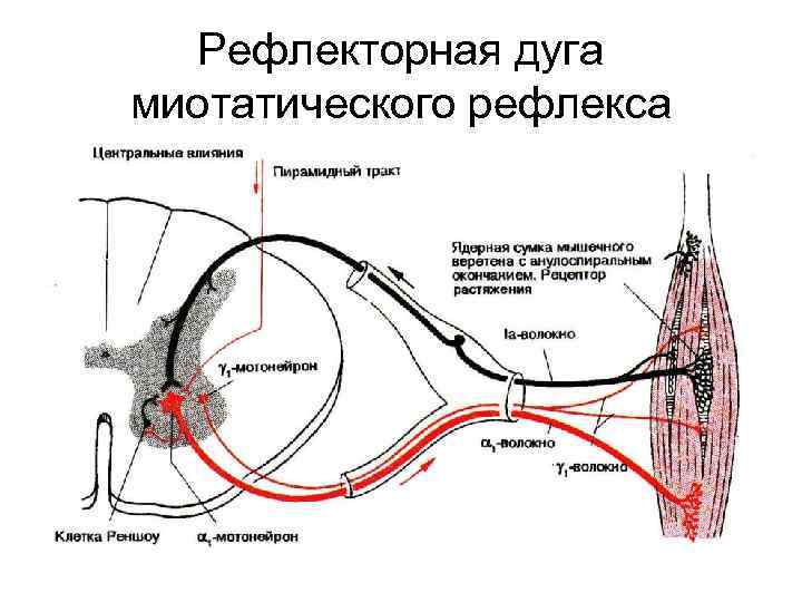 Начертите схему рефлекторной дуги. Схема дуги миотатического рефлекса. Рефлекс и рефлекторная дуга физиология. Рефлекторный пусть миототического рефлекса. Миотатический рефлекс рефлекторная дуга.