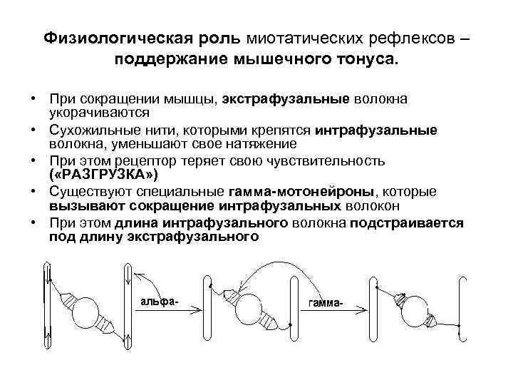 Непроизвольное сокращение мышц