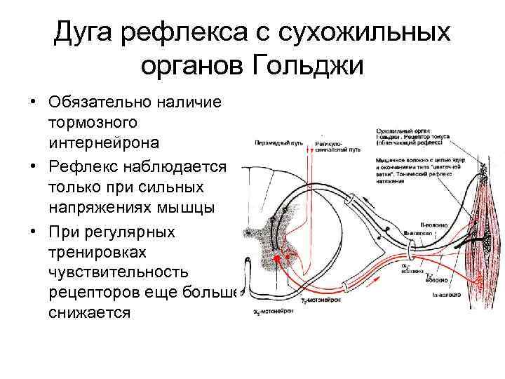 Характеристики рефлекторной дуги. Рефлекторный путь рефлекса с сухожильного органа Гольджи. Миотатический рефлекс физиология. Схема дуги миотатического рефлекса. Рефлекс рефлекторная дуга рецепторы.