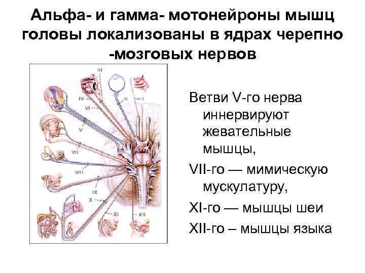 Альфа- и гамма- мотонейроны мышц головы локализованы в ядрах черепно -мозговых нервов Ветви V-го