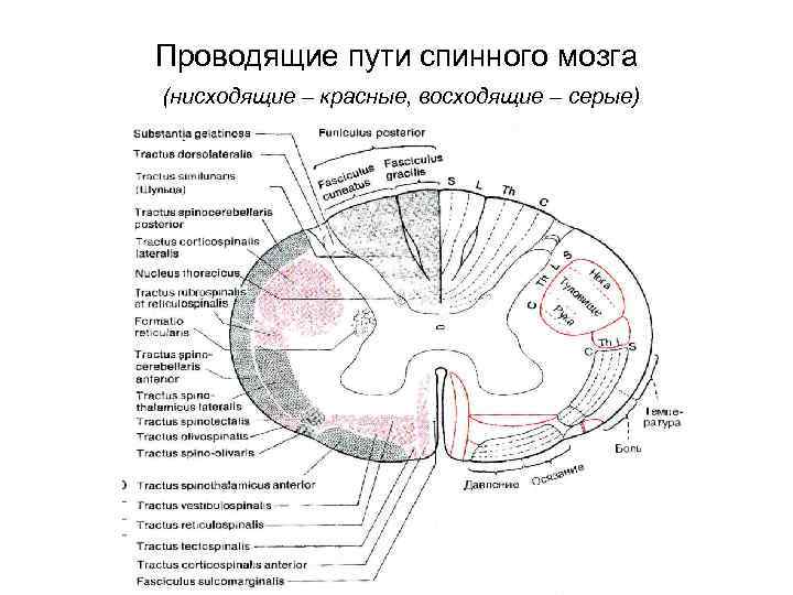 Проводящие пути спинного мозга (нисходящие – красные, восходящие – серые) 