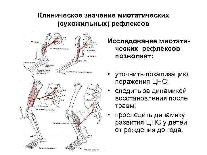 Кожные сухожильные рефлексы