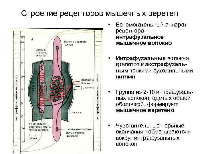 Тонуса скелетной мускулатуры