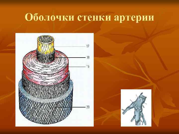 Оболочки стенки артерии 