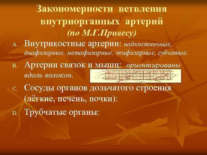 Закономерности ветвления внутриорганных артерий A. (по М. Г. Привесу) Внутрикостные артерии: надкостничные, диафизарные, метафизарные,