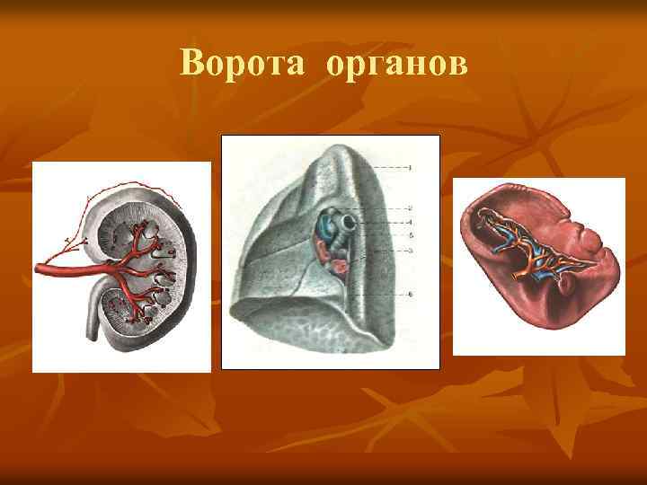 Ворота органов 