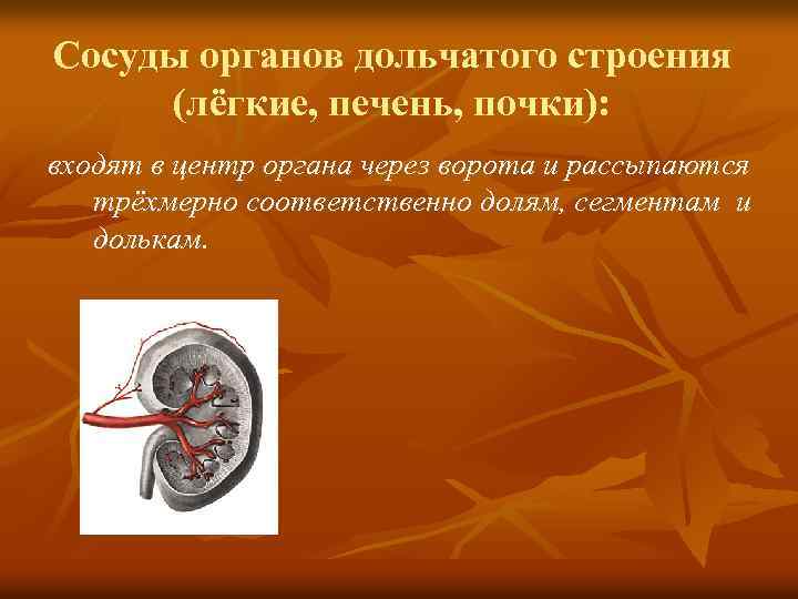 Сосуды органов дольчатого строения (лёгкие, печень, почки): входят в центр органа через ворота и