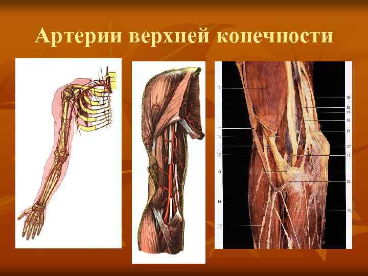 Артерии верхней конечности анатомия презентация