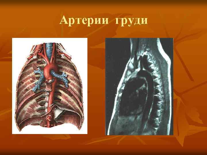 Артерии груди 