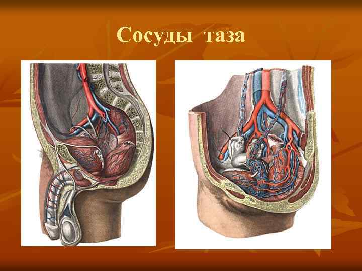 Сосуды таза 