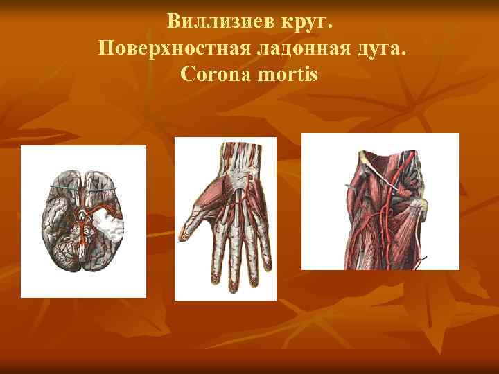 Виллизиев круг. Поверхностная ладонная дуга. Corona mortis 